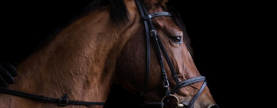 Horse riding and luxury: le Saut d’Hermès 2019